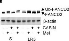 ATP7b Antibody
