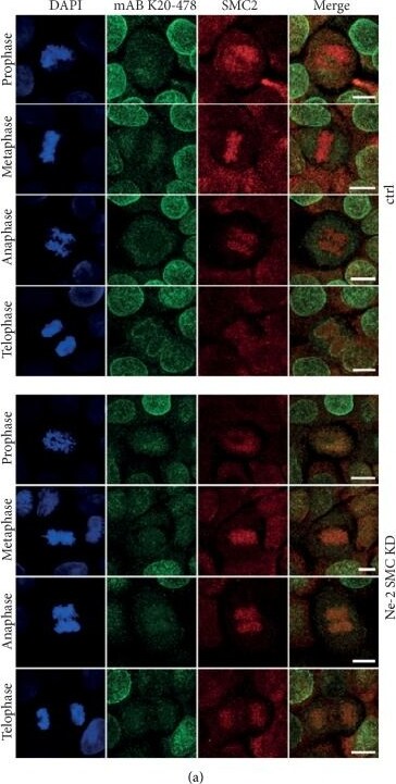 SMC2 Antibody - BSA Free