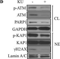 Histone H2AX [p Ser139] Antibody