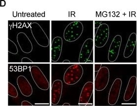 Histone H2AX [p Ser139] Antibody