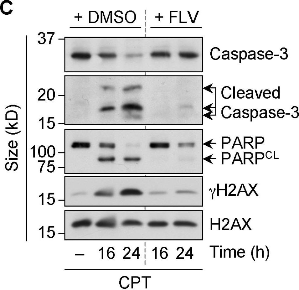 Histone H2AX [p Ser139] Antibody