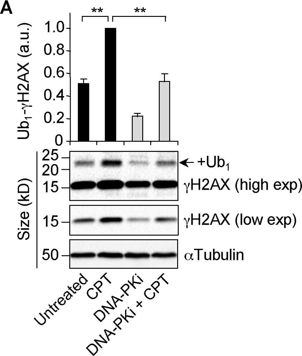 Histone H2AX [p Ser139] Antibody