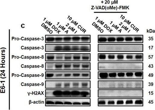 Histone H2AX [p Ser139] Antibody