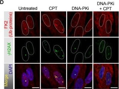 Histone H2AX [p Ser139] Antibody