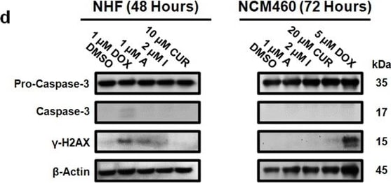 Histone H2AX [p Ser139] Antibody