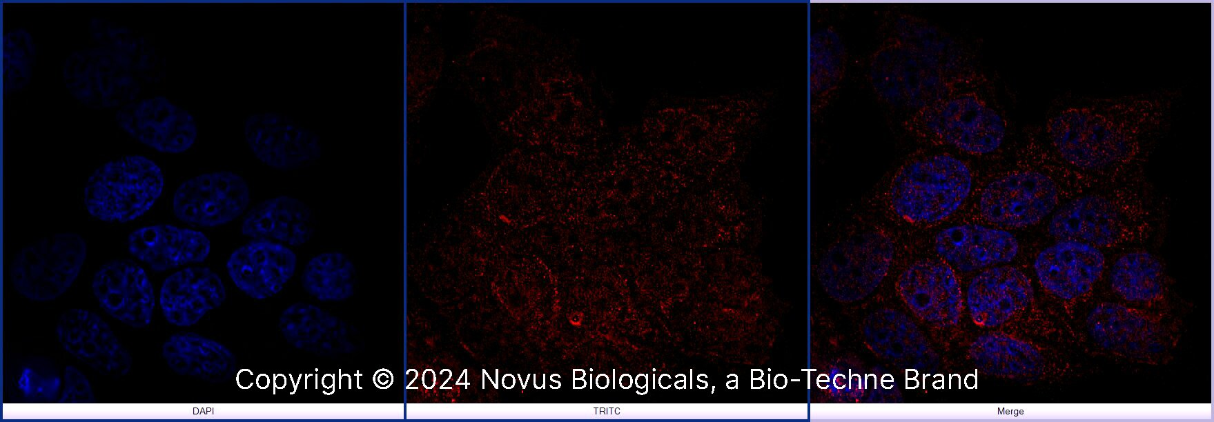 FoxP3 Antibody [DyLight 550]