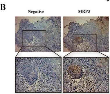 MRP3 Antibody (M3II-9)