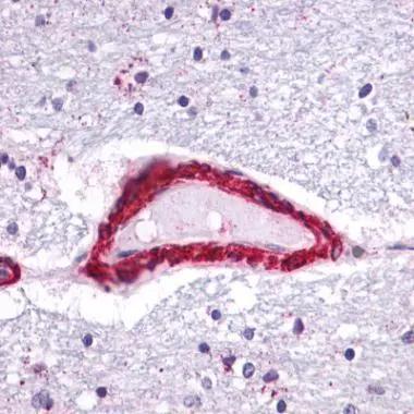 BRCA1 Antibody (6B4) - Azide and BSA Free