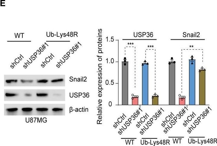 USP36 Antibody - BSA Free