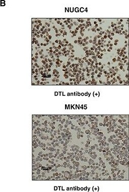 CDT2 Antibody