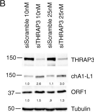 THRAP3 Antibody