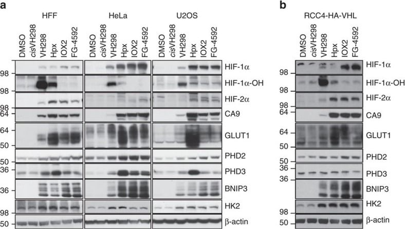 Carbonic Anhydrase IX/CA9 Antibody - BSA Free
