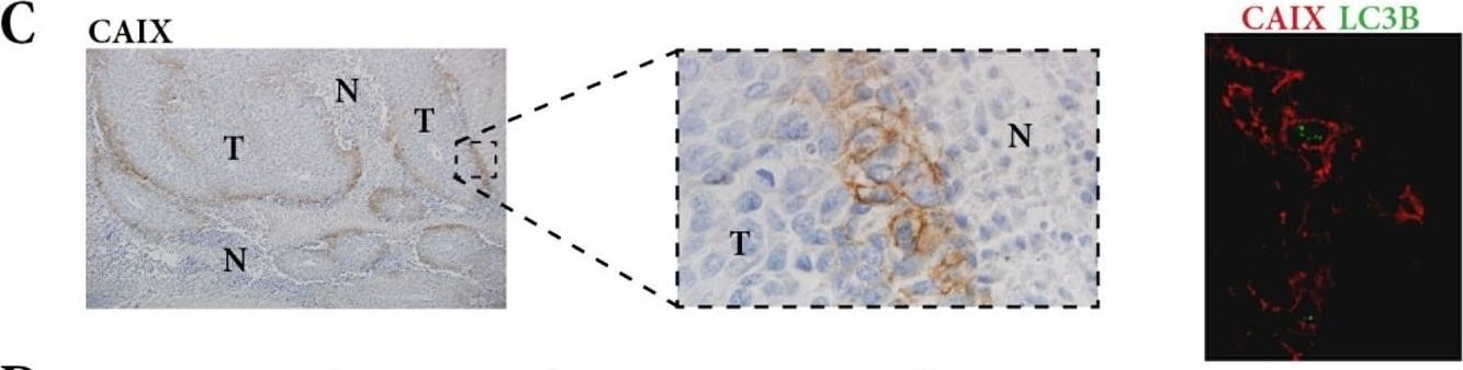 Carbonic Anhydrase IX/CA9 Antibody - BSA Free