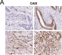 Carbonic Anhydrase IX/CA9 Antibody - BSA Free