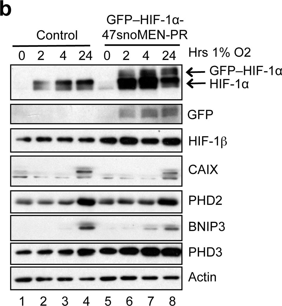 Carbonic Anhydrase IX/CA9 Antibody - BSA Free
