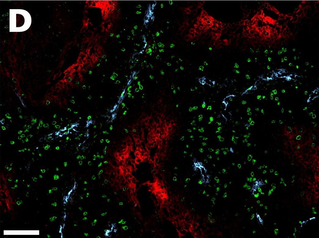 Carbonic Anhydrase IX/CA9 Antibody - BSA Free