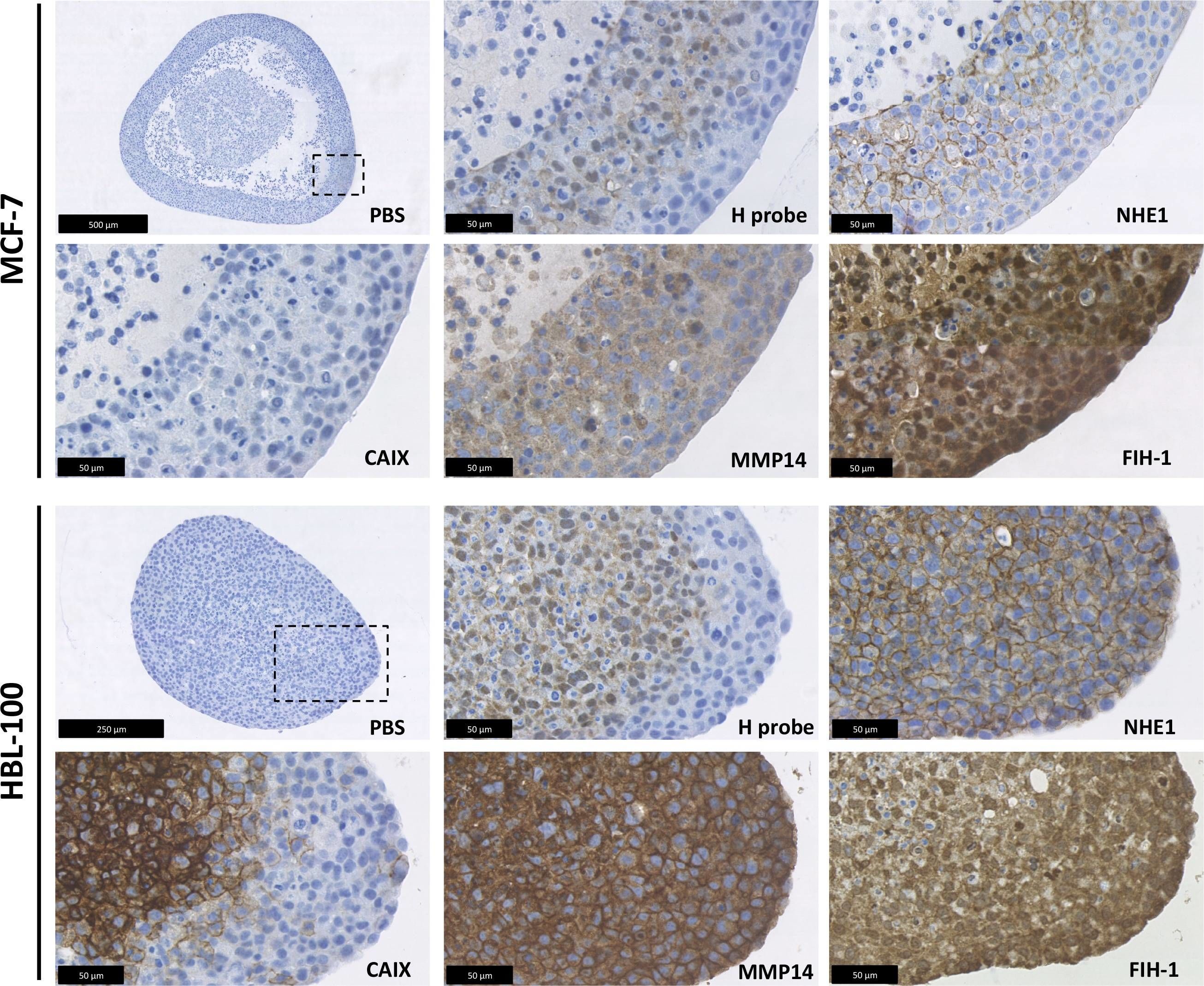 FIH-1/HIF-1AN Antibody