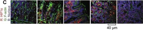 HIF-1 alpha Antibody