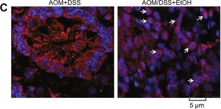 HIF-1 alpha Antibody