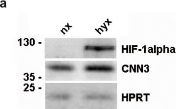 HIF-1 alpha Antibody