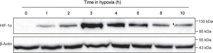 HIF-1 alpha Antibody