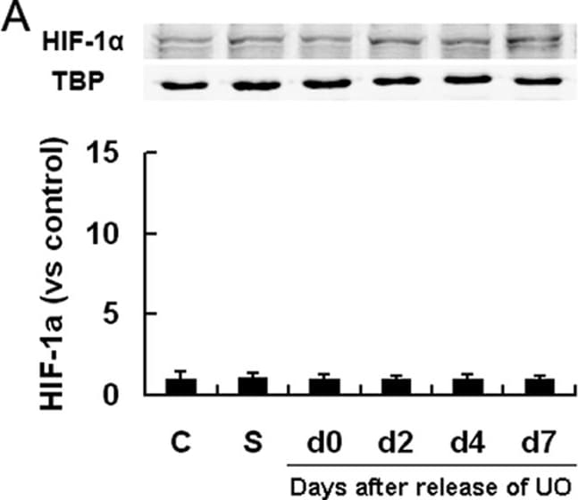 HIF-1 alpha Antibody - BSA Free