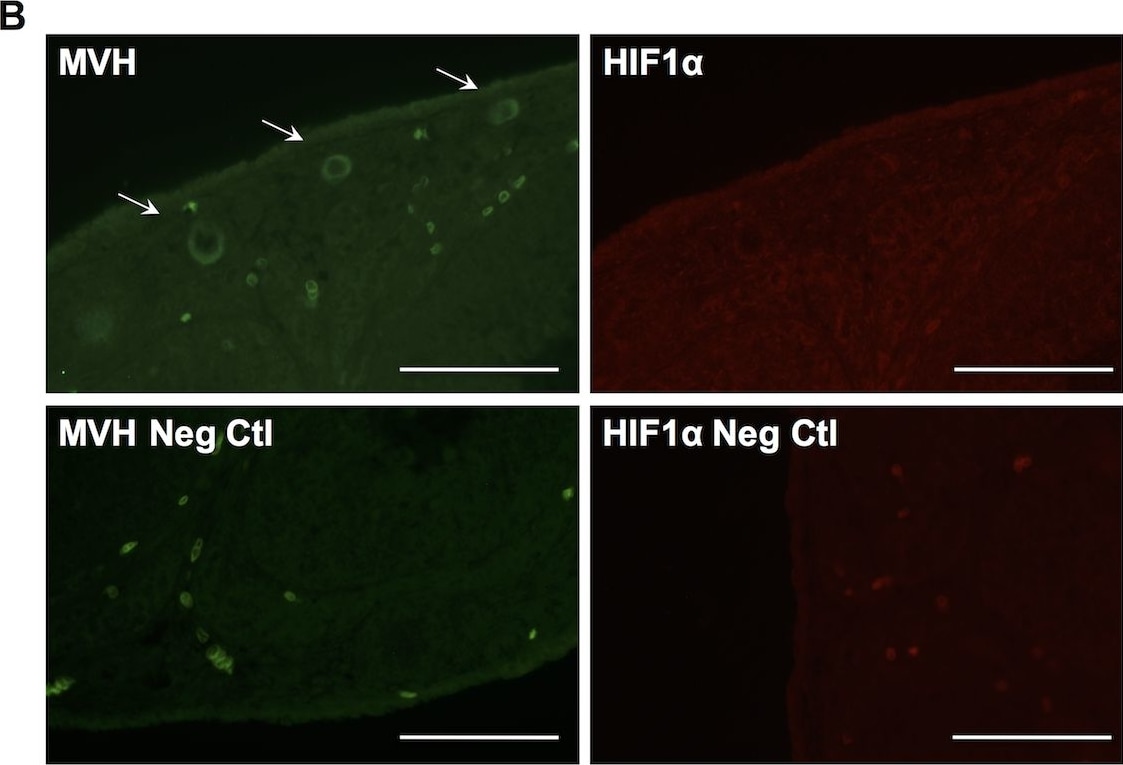 HIF-1 alpha Antibody - BSA Free
