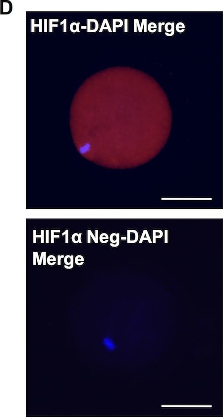 HIF-1 alpha Antibody - BSA Free