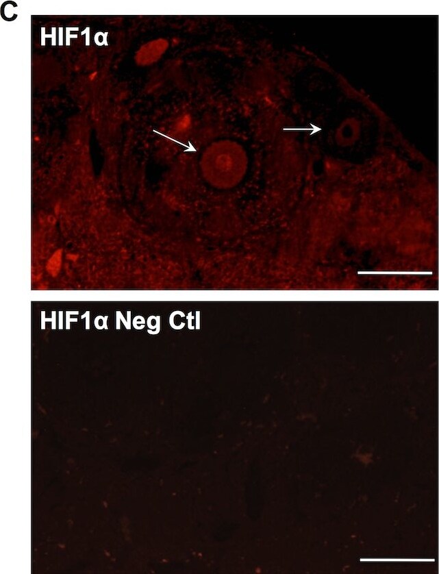 HIF-1 alpha Antibody - BSA Free