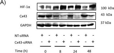HIF-1 alpha Antibody - BSA Free