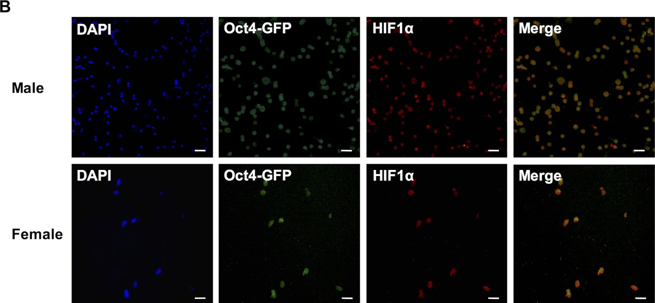 HIF-1 alpha Antibody - BSA Free