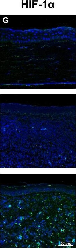 HIF-1 alpha Antibody - BSA Free