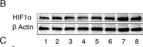 HIF-1 alpha Antibody - BSA Free