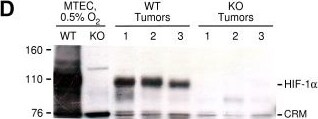 HIF-1 alpha Antibody - BSA Free