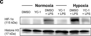 HIF-1 alpha Antibody - BSA Free