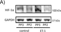 HIF-1 alpha Antibody - BSA Free