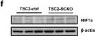 HIF-1 alpha Antibody - BSA Free