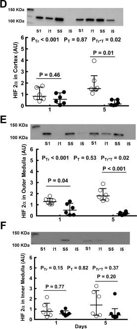 HIF-1 alpha Antibody - BSA Free