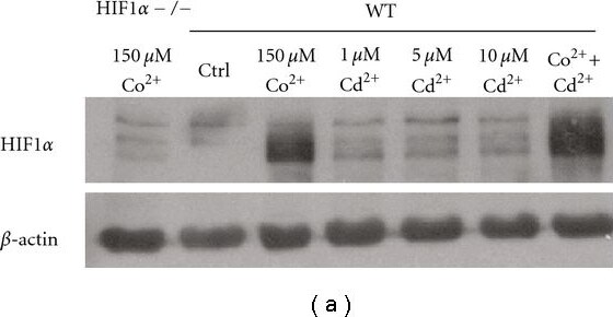 HIF-1 alpha Antibody - BSA Free