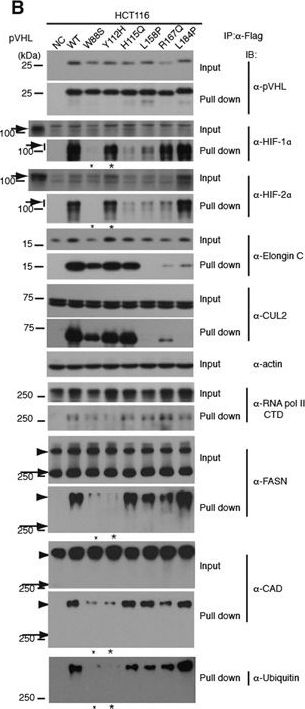 HIF-1 alpha Antibody - BSA Free