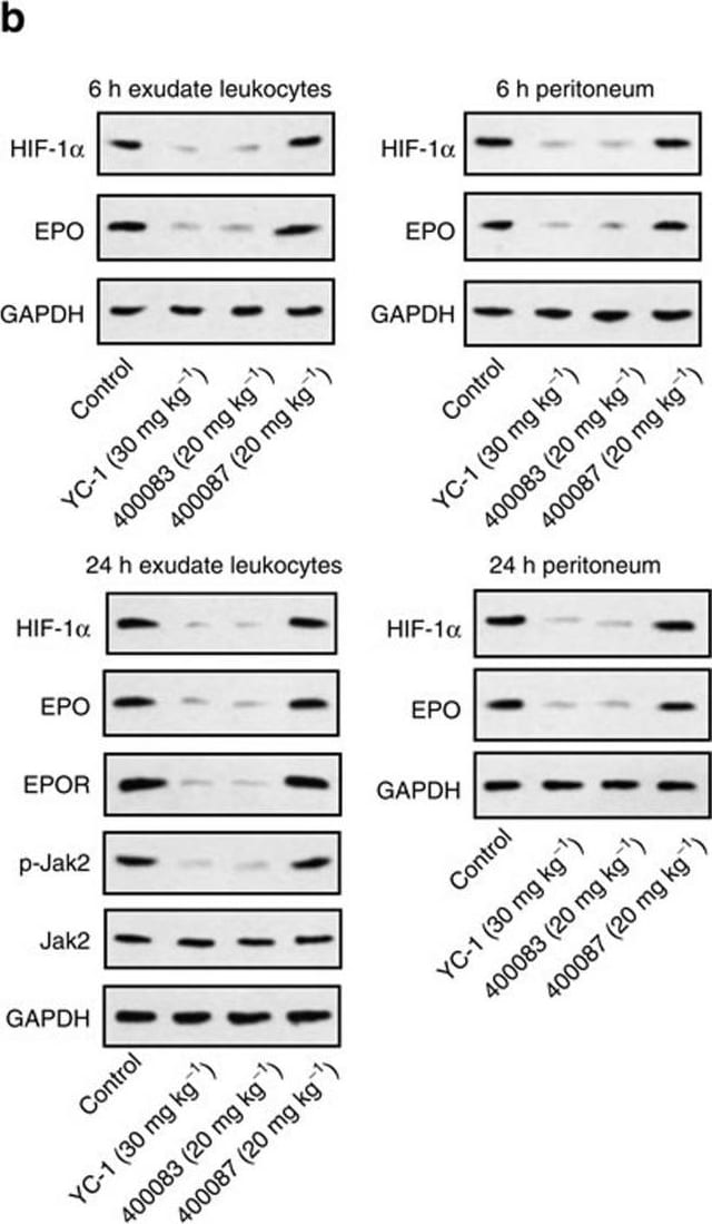 HIF-1 alpha Antibody - BSA Free