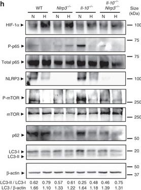 HIF-1 alpha Antibody - BSA Free