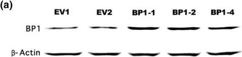 BP1 Antibody