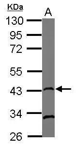 Rad51 Antibody (13E4) - Azide and BSA Free