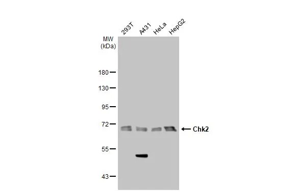 Chk2 Antibody (8F12)