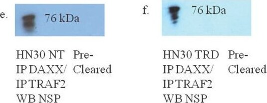 NSP 5 alpha 3 alpha Antibody