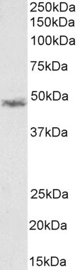 CCM2 Antibody
