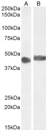 CCM2 Antibody