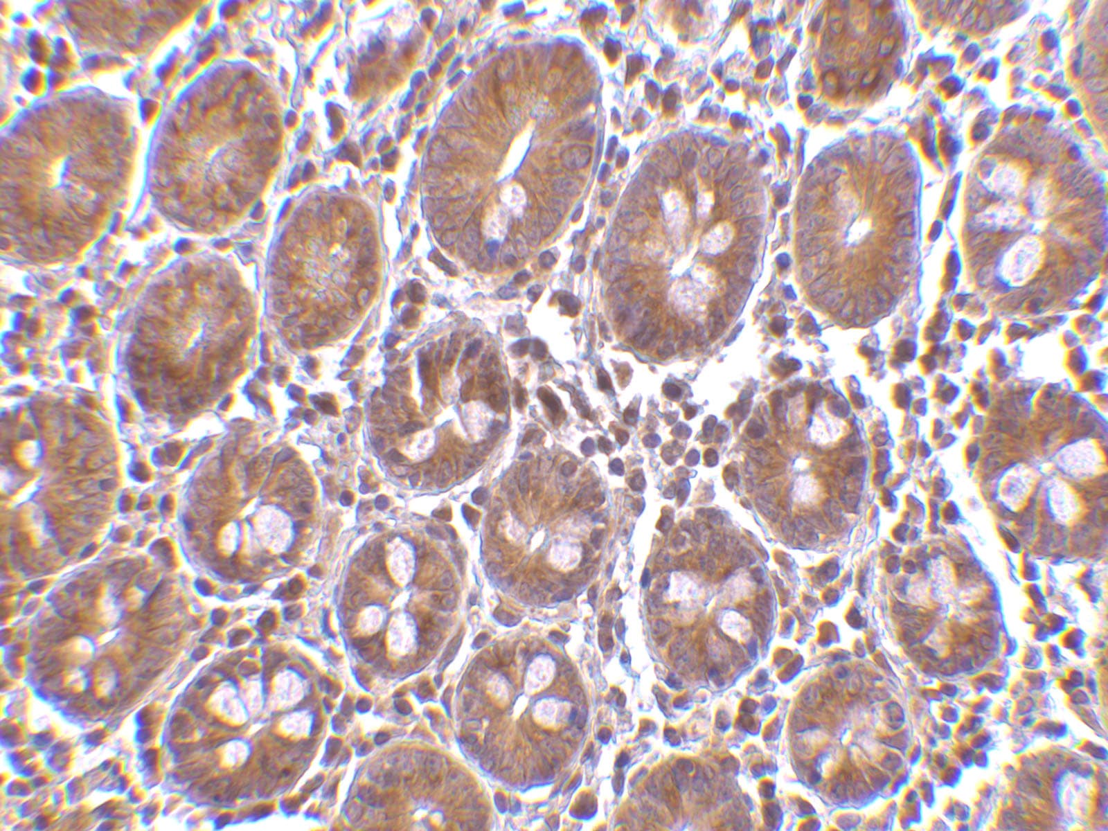 PTRH2 Antibody - BSA Free