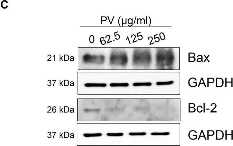 Bax Antibody - BSA Free